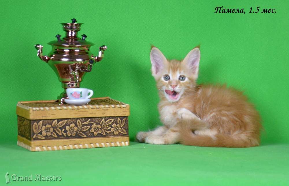 Памела, 1.5 мес.