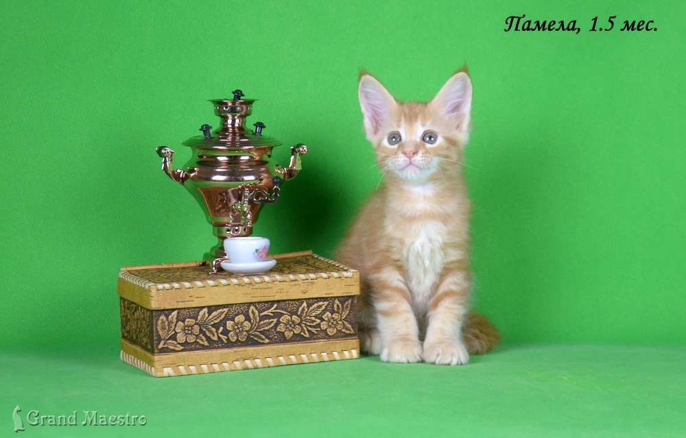Памела, 1.5 мес.