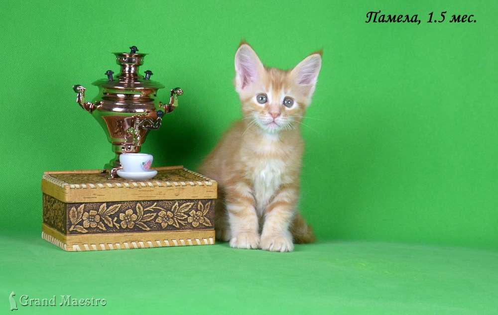 Памела, 1.5 мес.