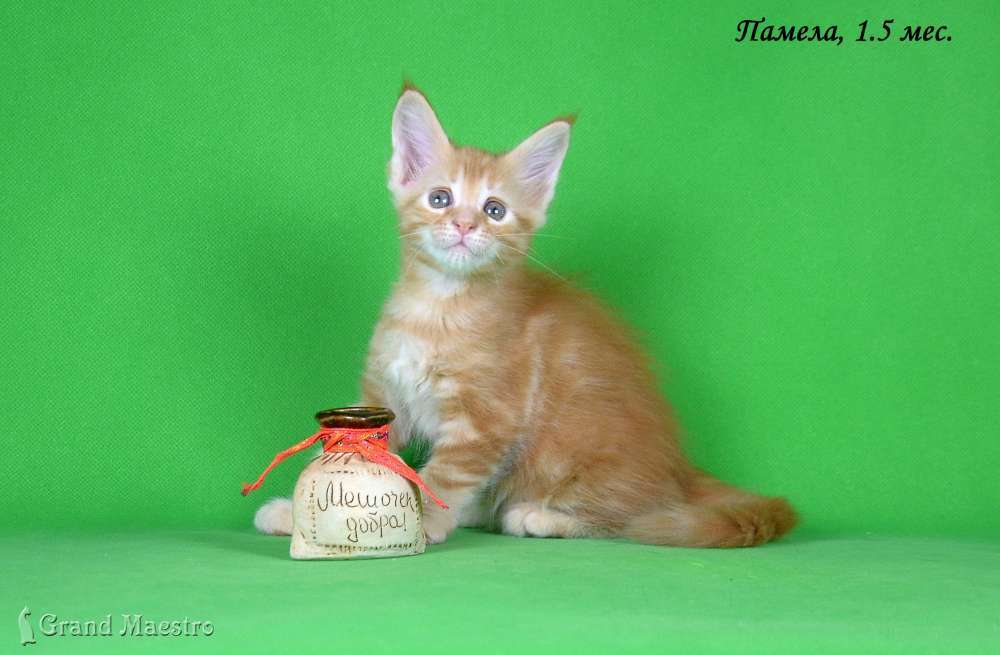 Памела, 1.5 мес.