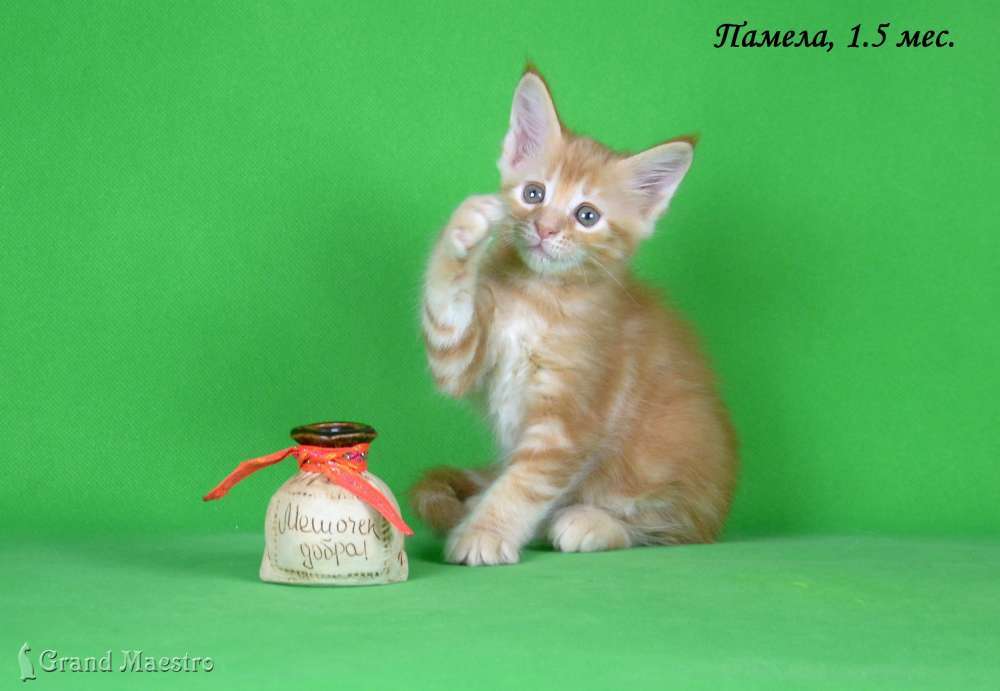 Памела, 1.5 мес.