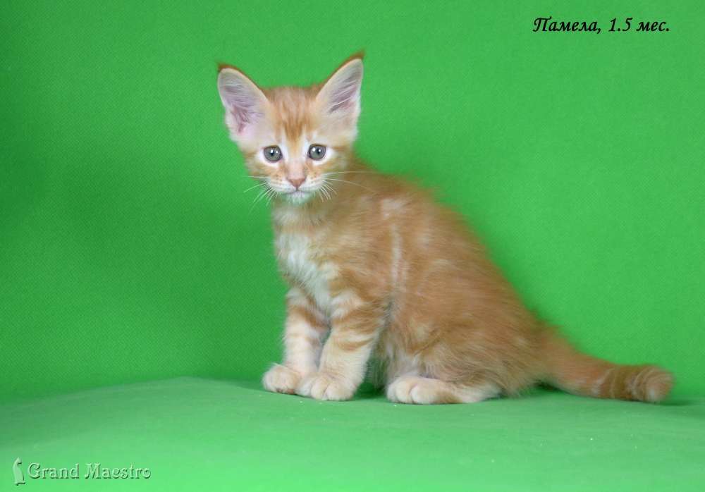 Памела, 1.5 мес.