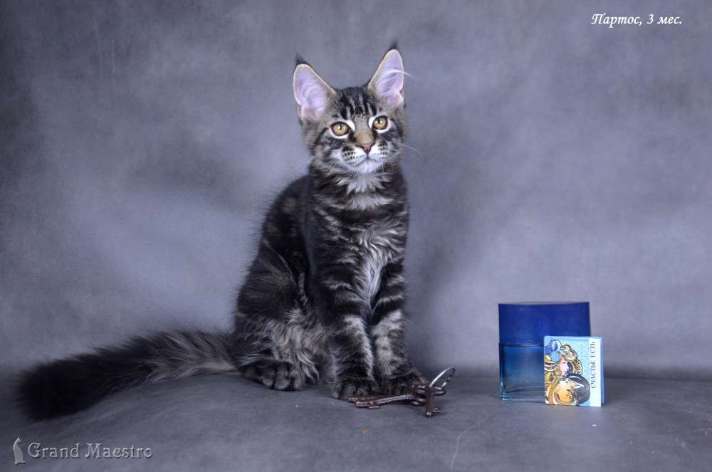 Партос, 3 мес.