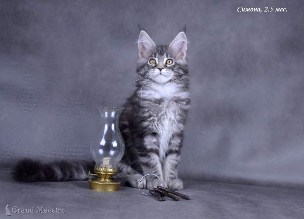 Симона, 2.5 мес.