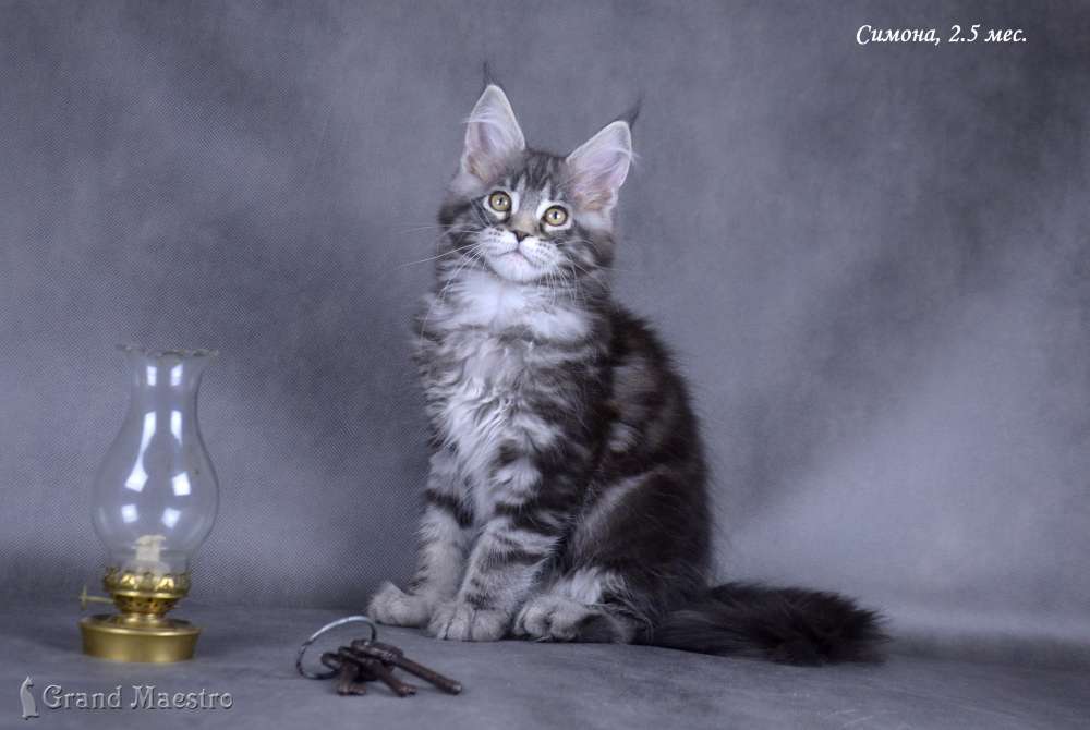 Симона, 2.5 мес.