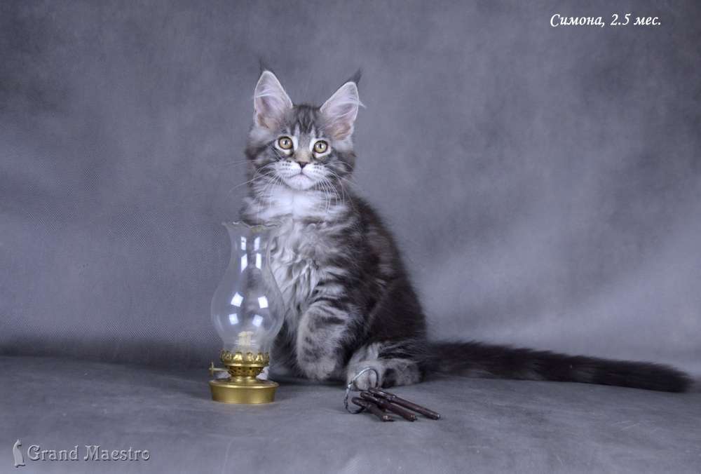 Симона, 2.5 мес.