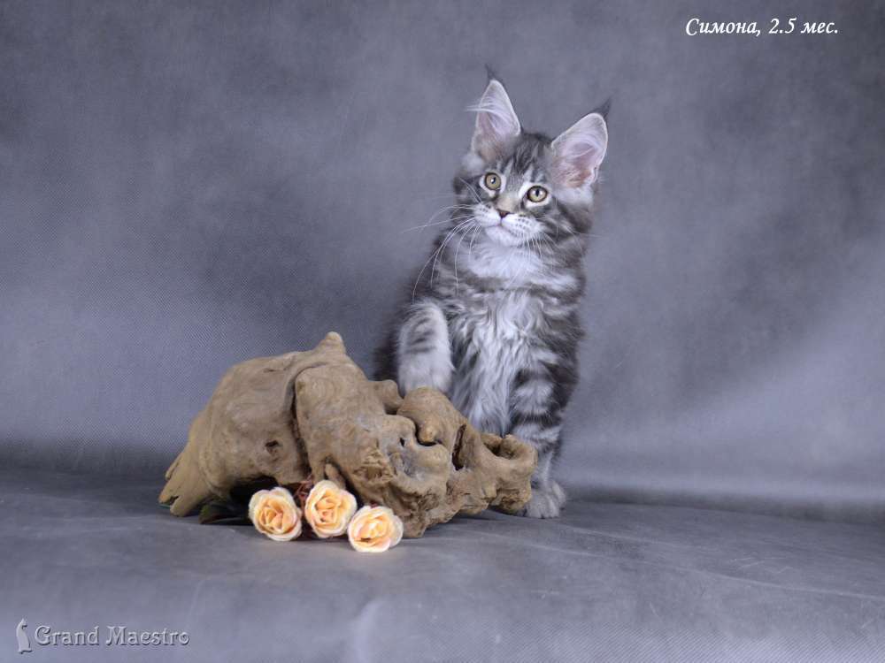 Симона, 2.5 мес.
