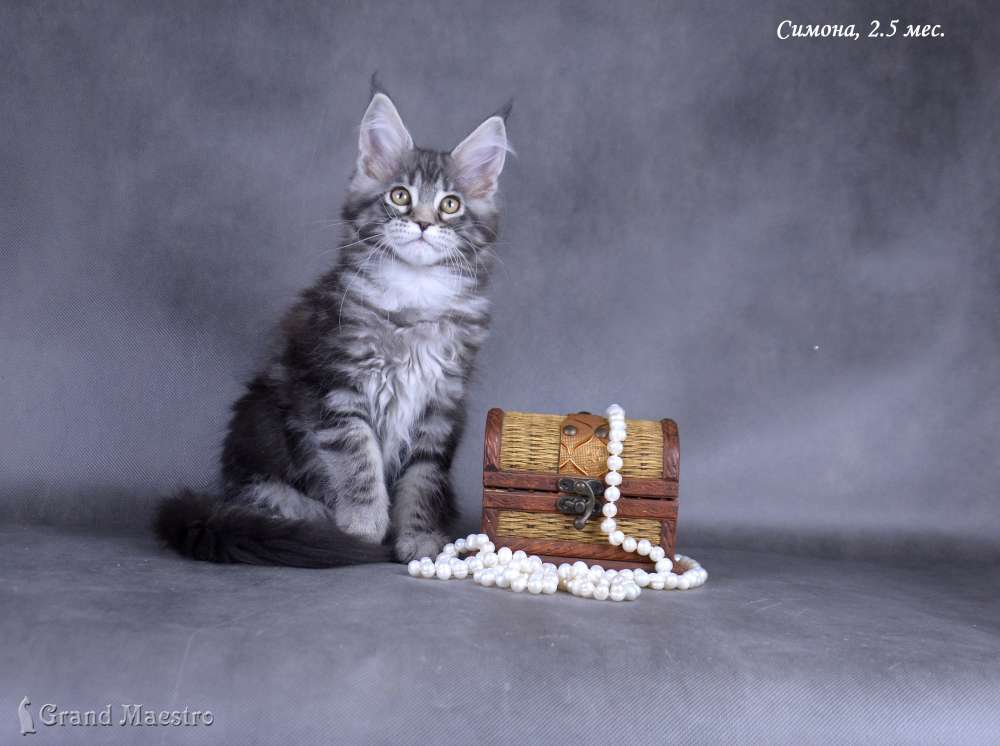 Симона, 2.5 мес.