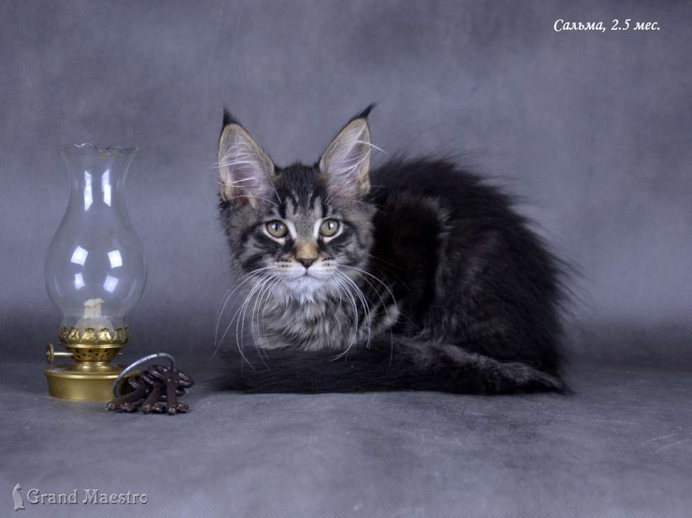 Сальма, 2.5 мес.