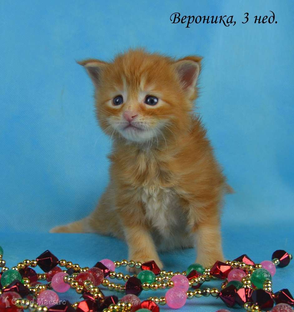 Вероника, 3 нед.