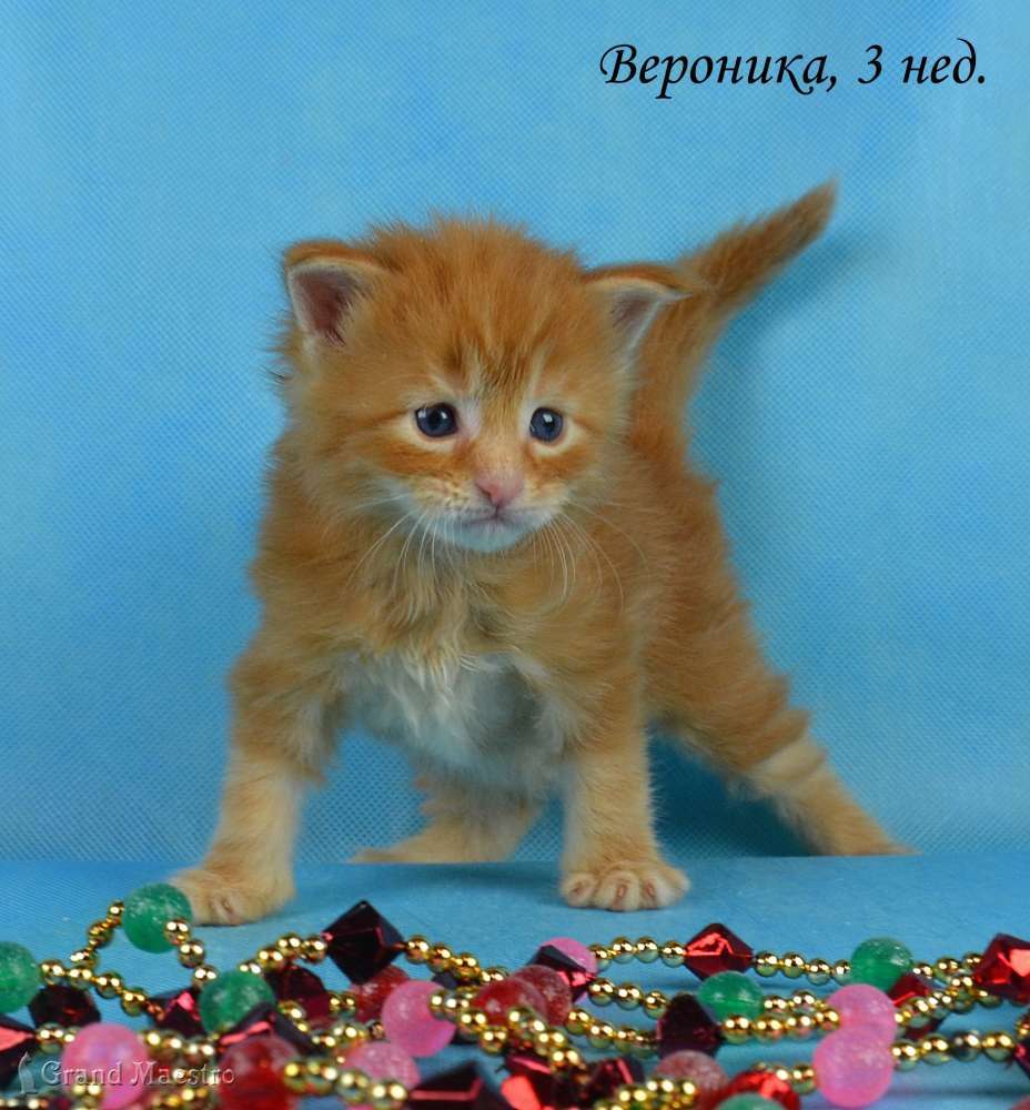 Вероника, 3 нед.