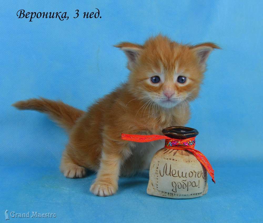 Вероника, 3 нед.