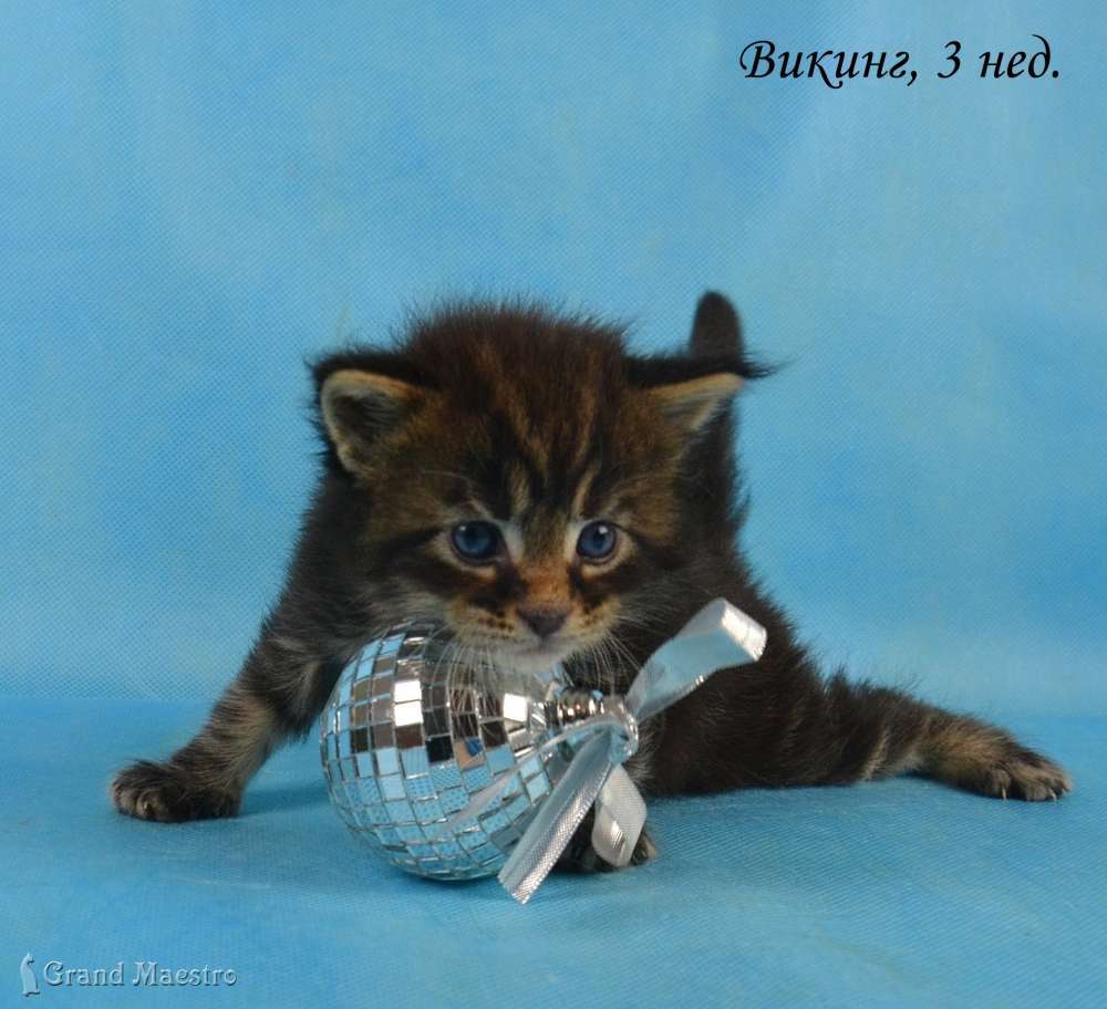 Викинг, 3 нед.