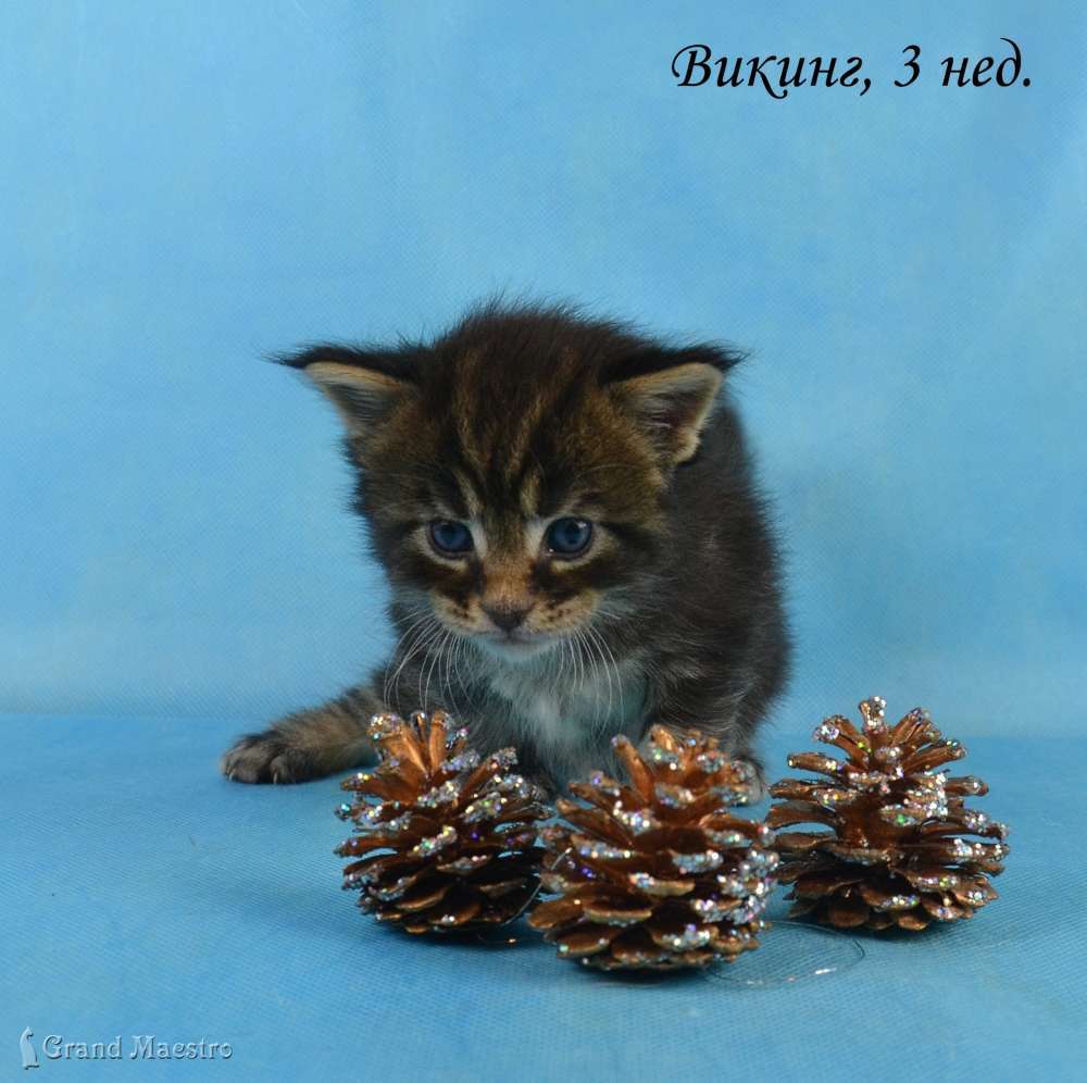 Викинг, 3 нед.