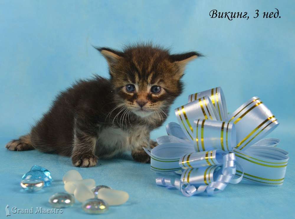 Викинг, 3 нед.