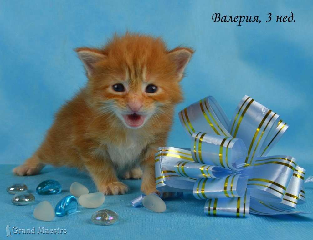 Валерия, 3 нед.