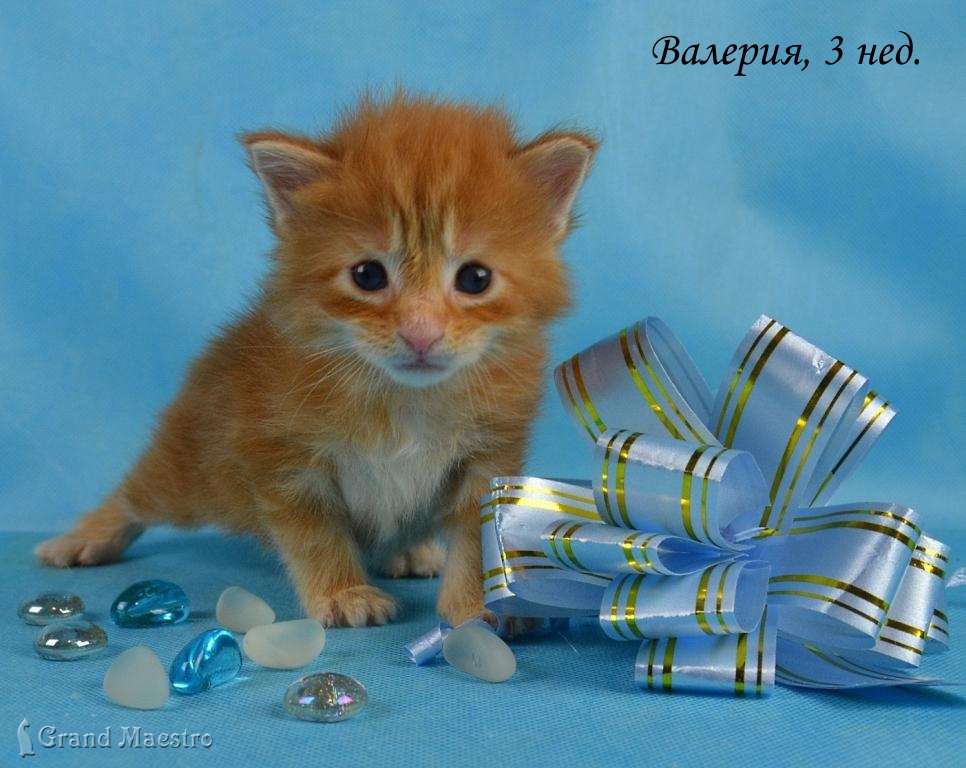 Валерия, 3 нед.