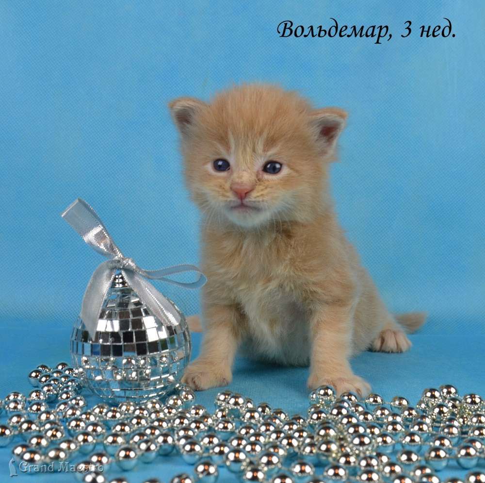 Вольдемар, 3 нед.