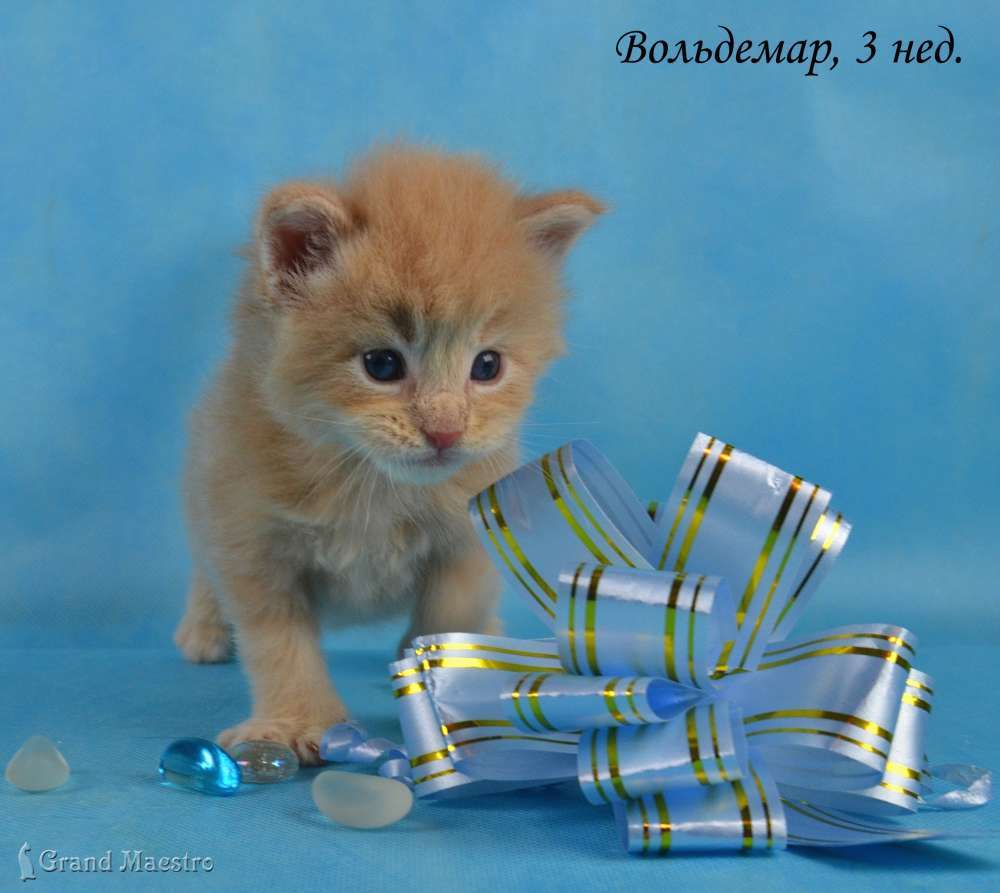 Вольдемар, 3 нед.