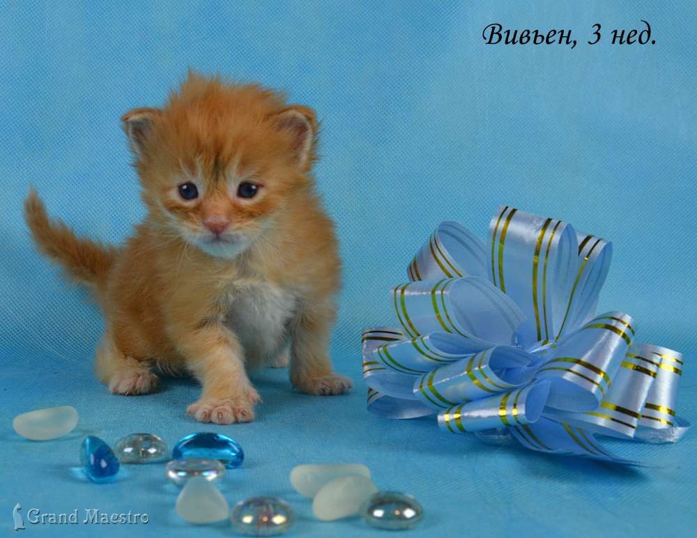 Вивьен, 3 нед.
