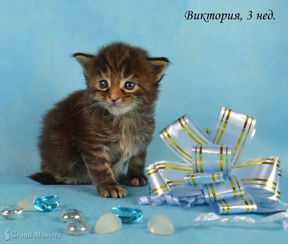 Виктория, 3 нед.