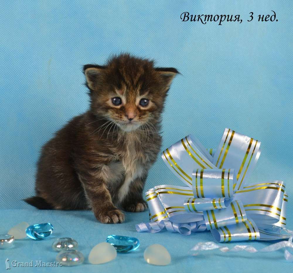 Виктория, 3 нед.