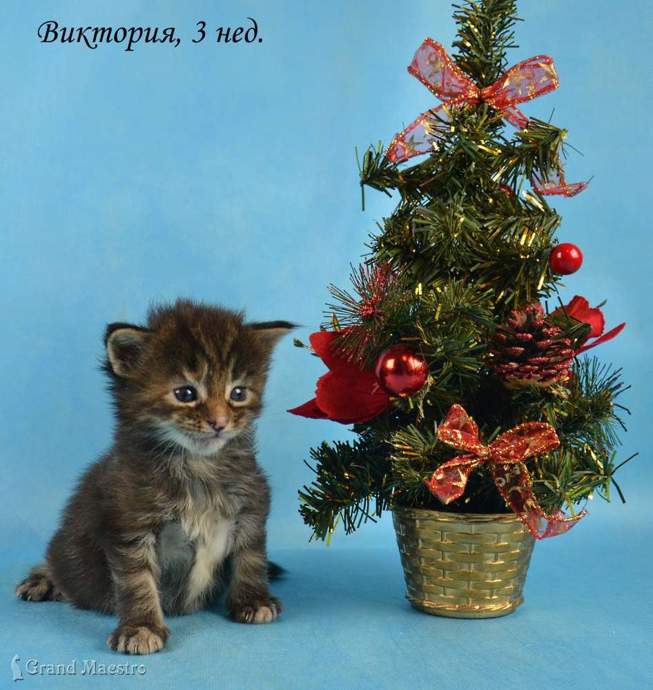 Виктория, 3 нед.