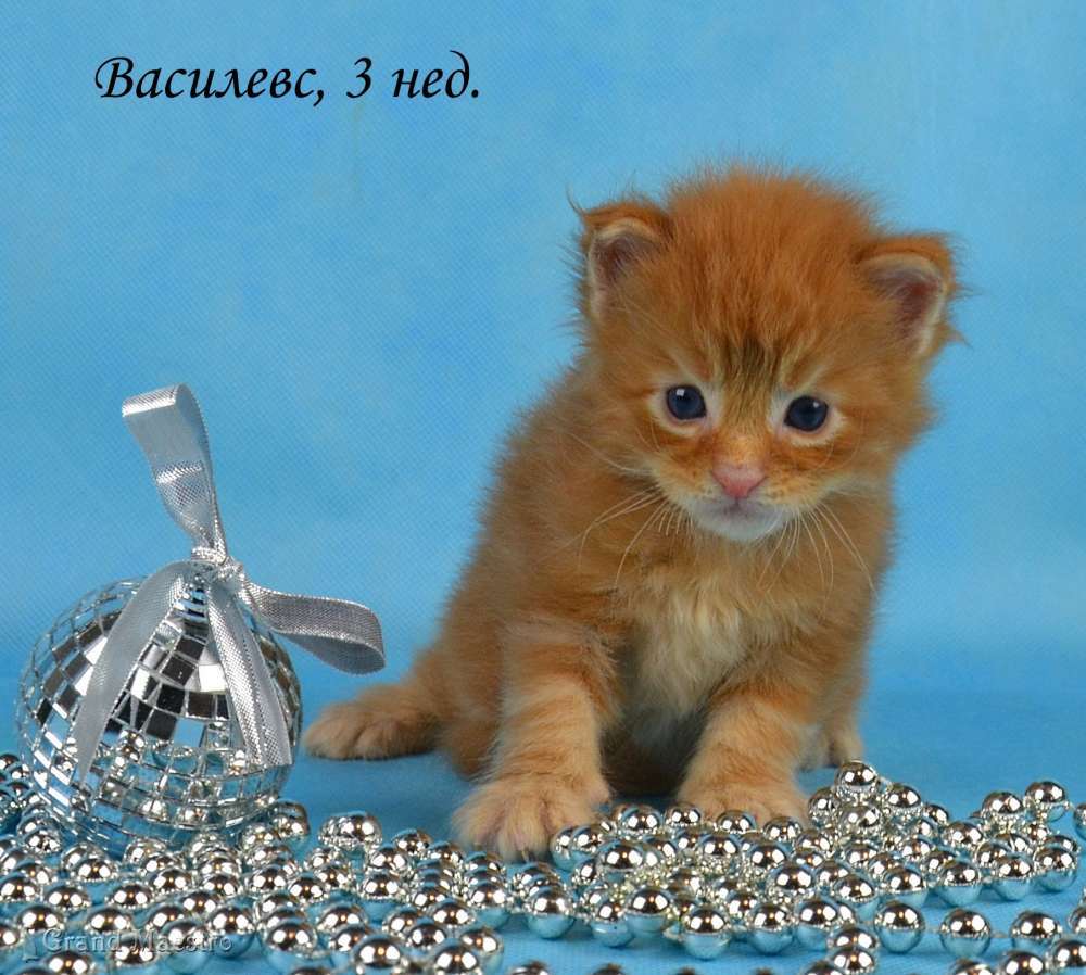 Василевс, 3 нед.