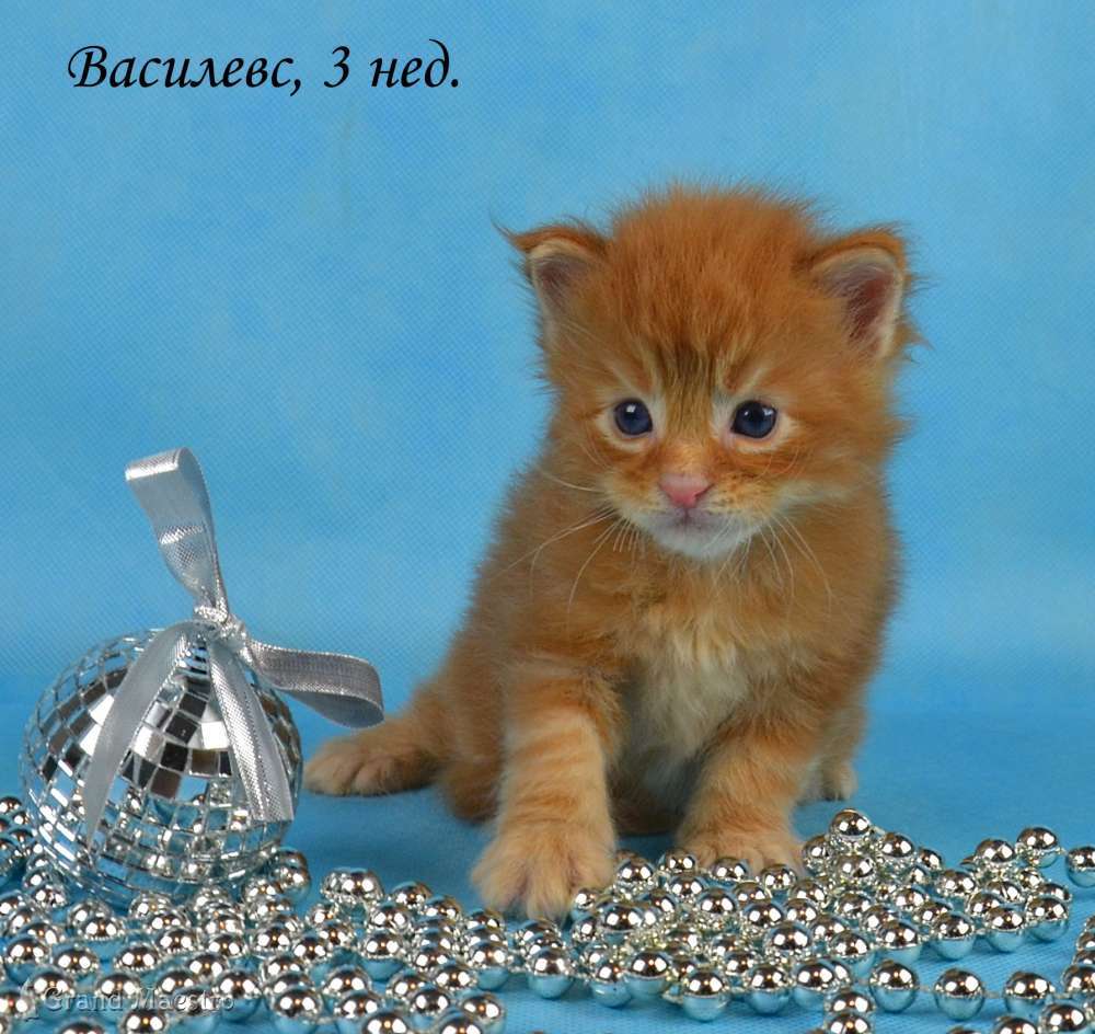 Василевс, 3 нед.