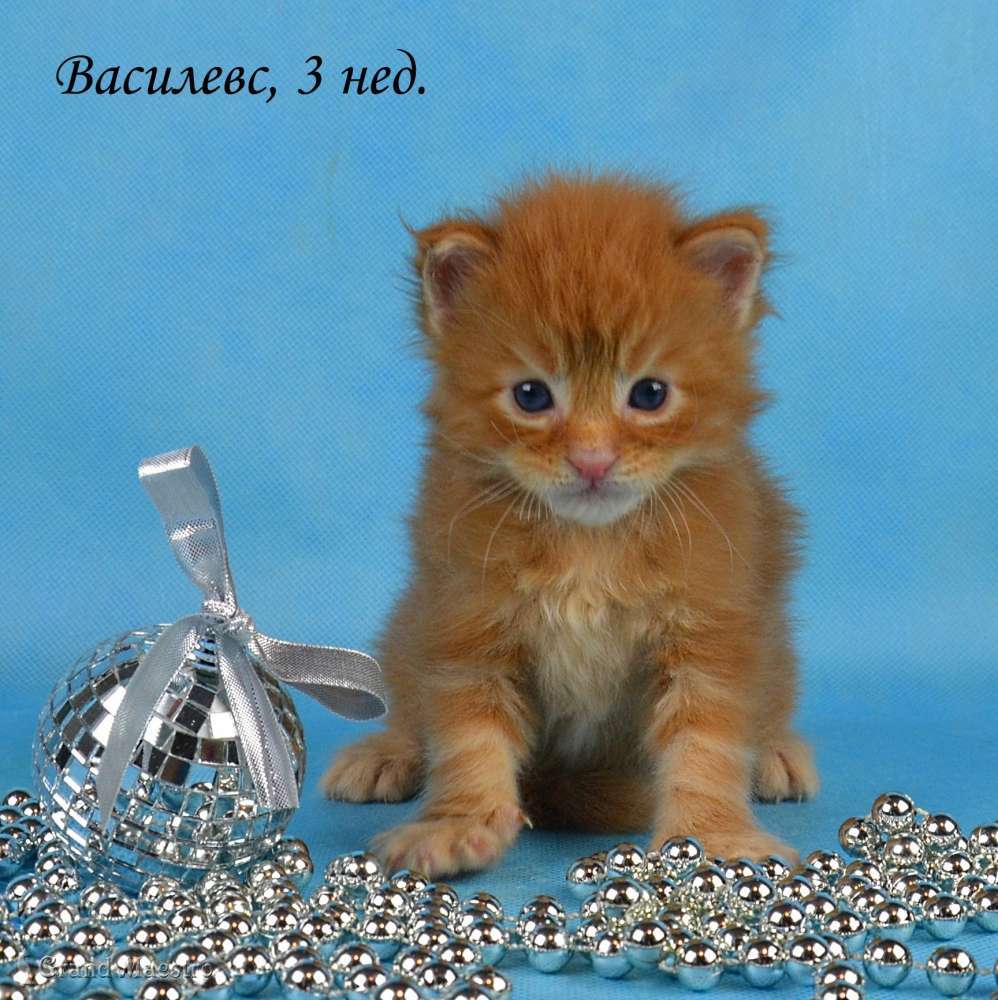 Василевс, 3 нед.