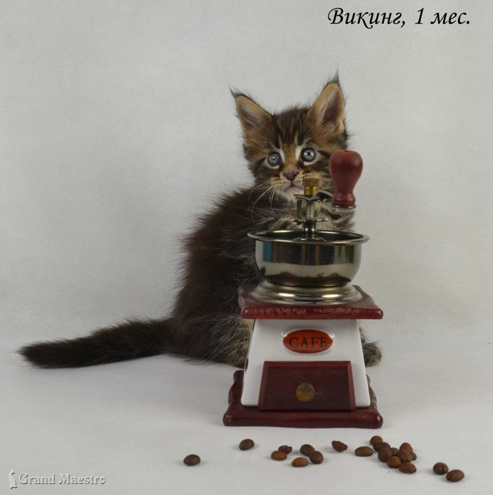 Викинг, 1 мес.