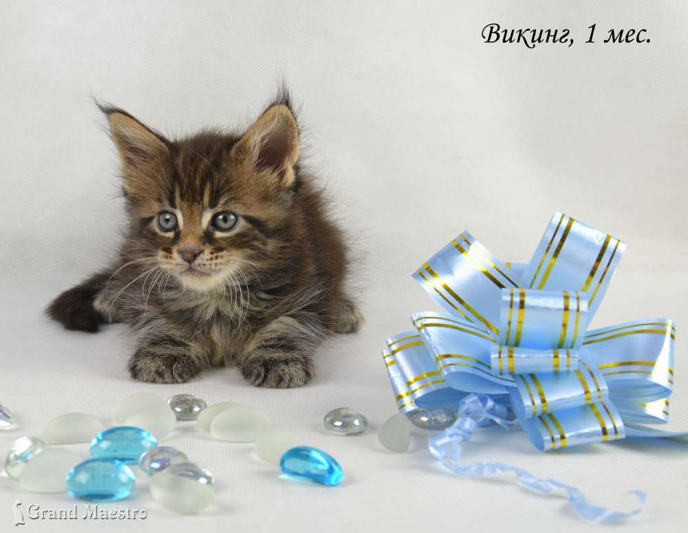 Викинг, 1 мес.