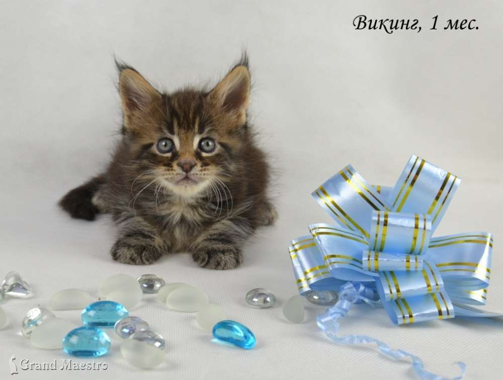 Викинг, 1 мес.