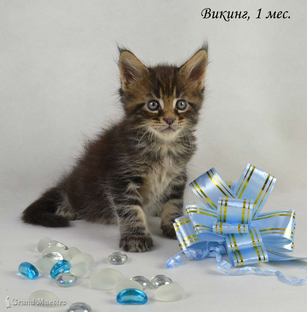 Викинг, 1 мес.