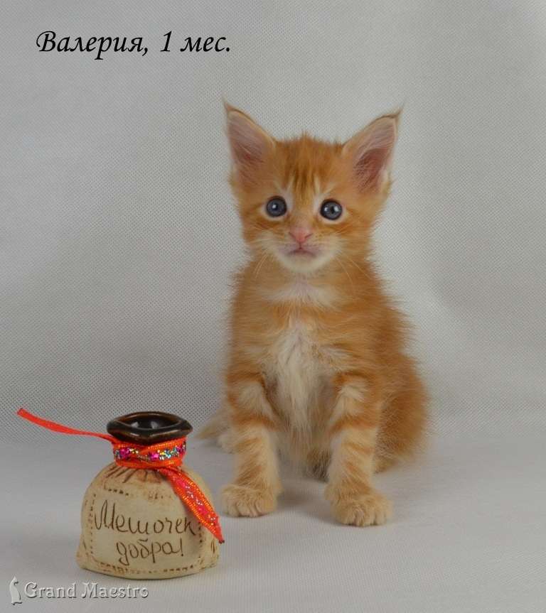 Валерия, 1 мес.