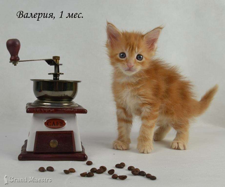 Валерия, 1 мес.