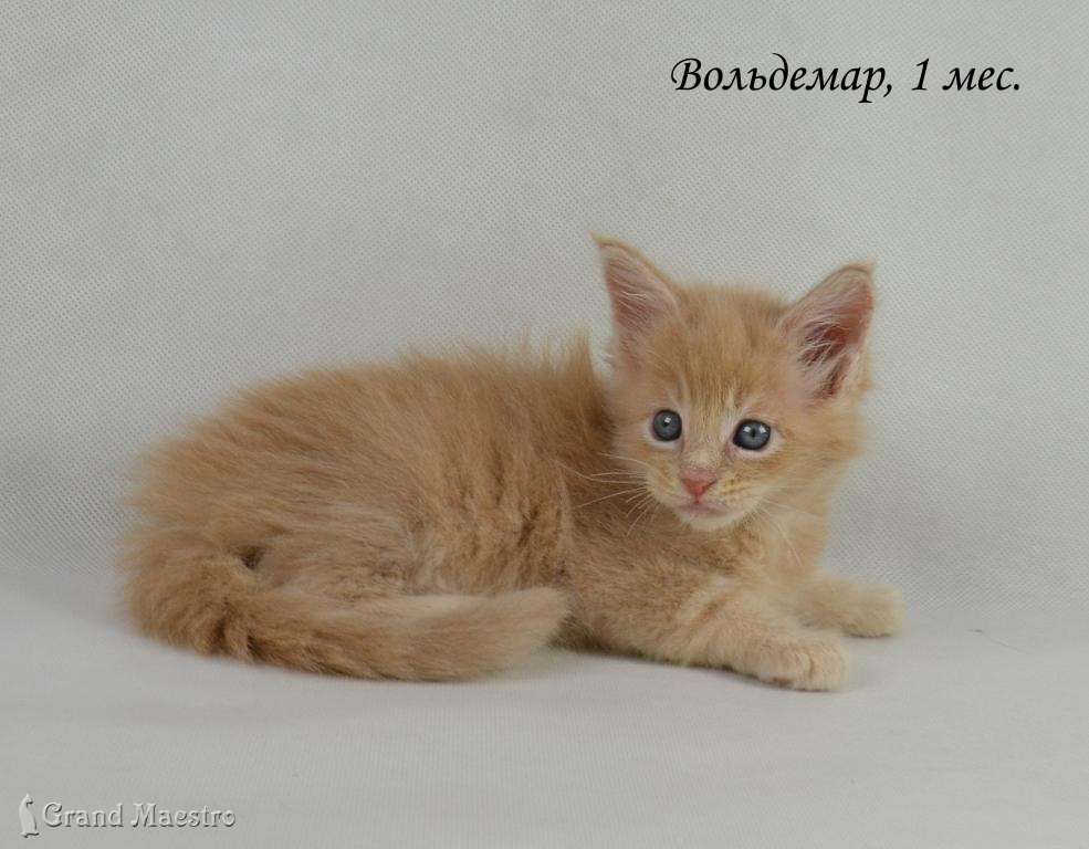 Вольдемар, 1 мес.