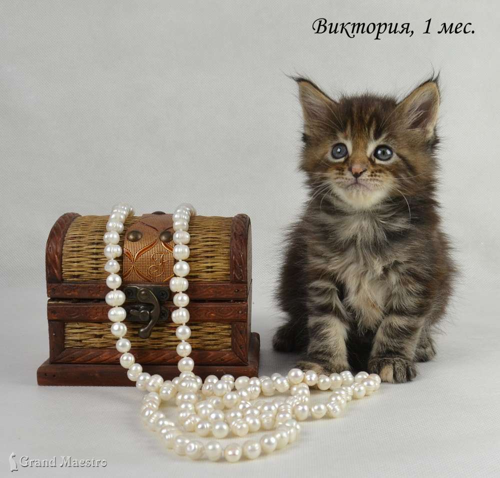 Виктория, 1 мес.