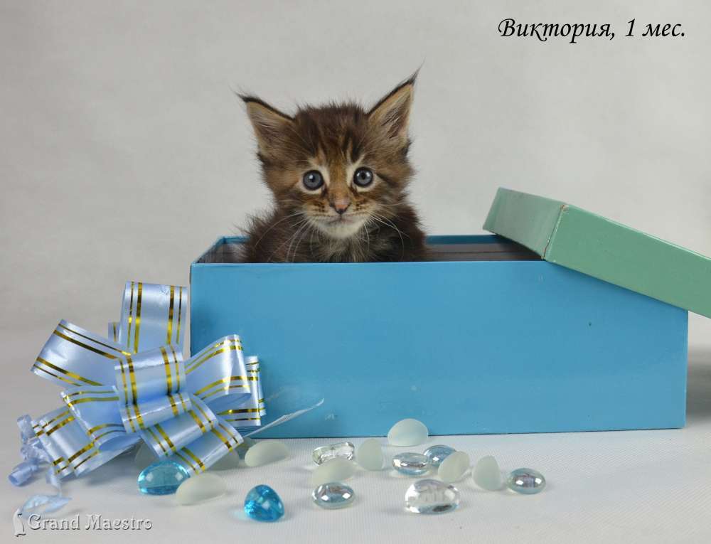Виктория, 1 мес.