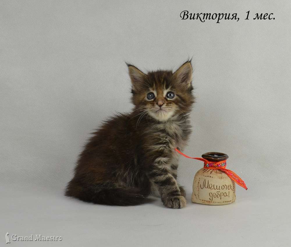 Виктория, 1 мес.
