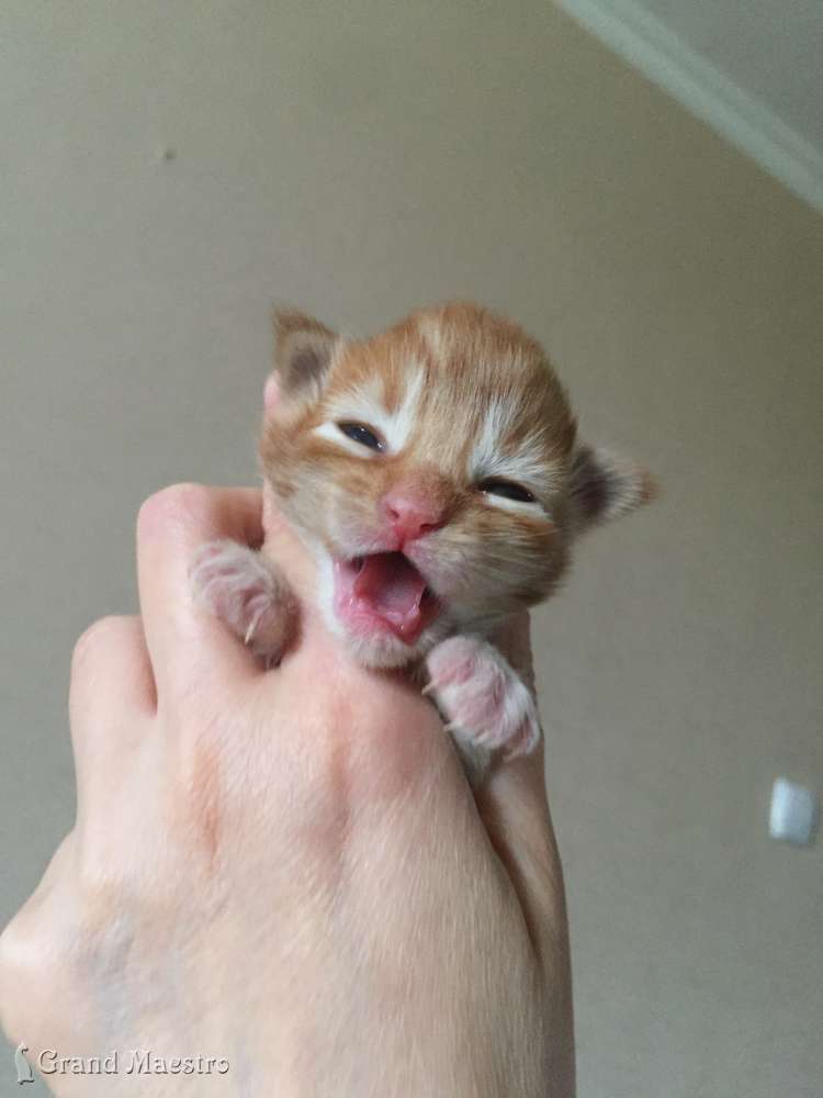 Феликс, 1 нед.