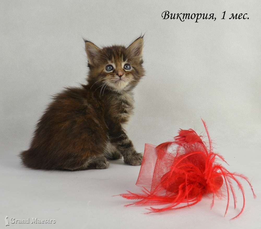 Виктория, 1 мес.