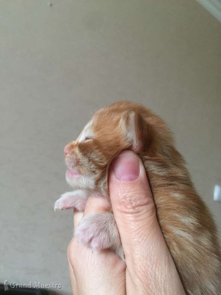 Феликс, 1 нед.