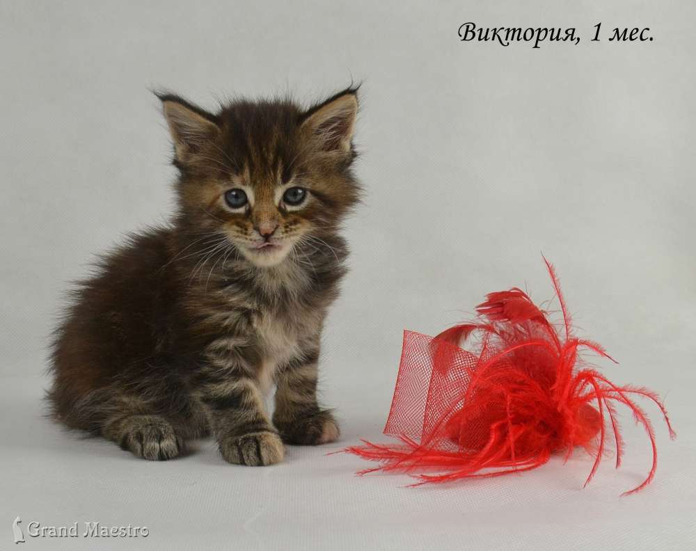 Виктория, 1 мес.