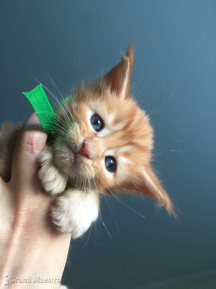 Феликс, 1 мес.