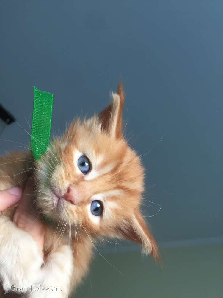 Феликс, 1 мес.