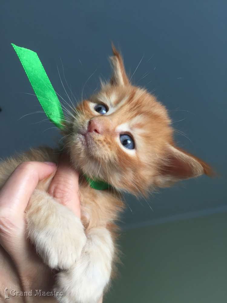 Феликс, 1 мес.