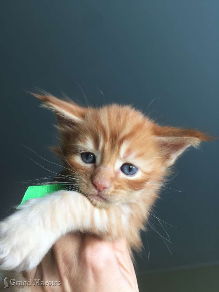 Феликс, 1 мес.