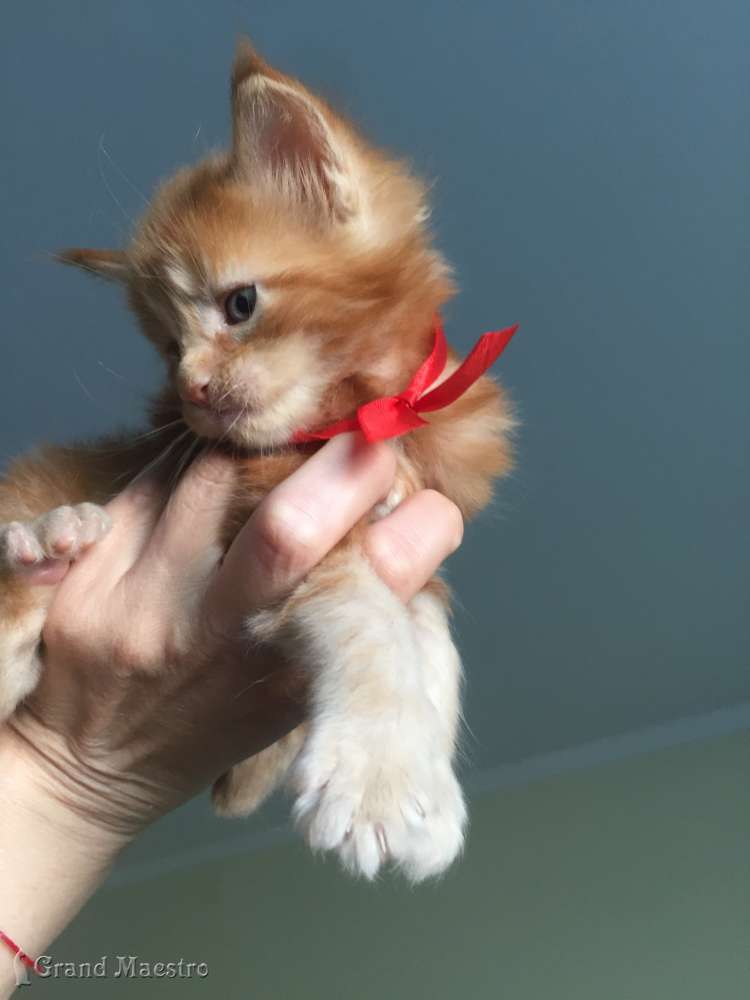 Фелисити, 1 мес.