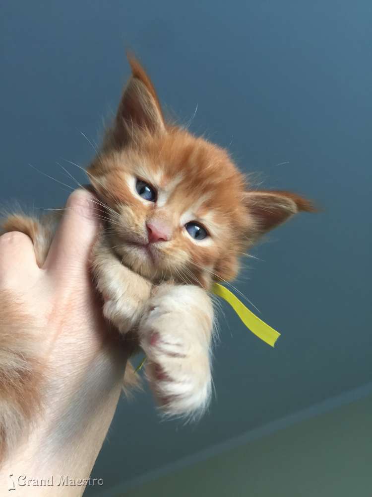 Флоренс, 1 мес.